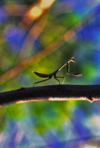 O Louva Deus, parece orando.