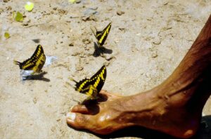 Borboletas Monarca, em convivência harmônica com o homem.