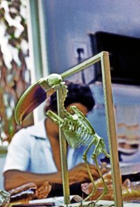 Técnico do Museu Paraense Emílio Goeldi-MPEG, fazendo o empalhamento (taxidermia) de um tucano., 1981.