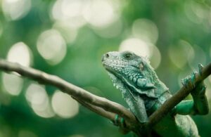 Iguana é um réptil