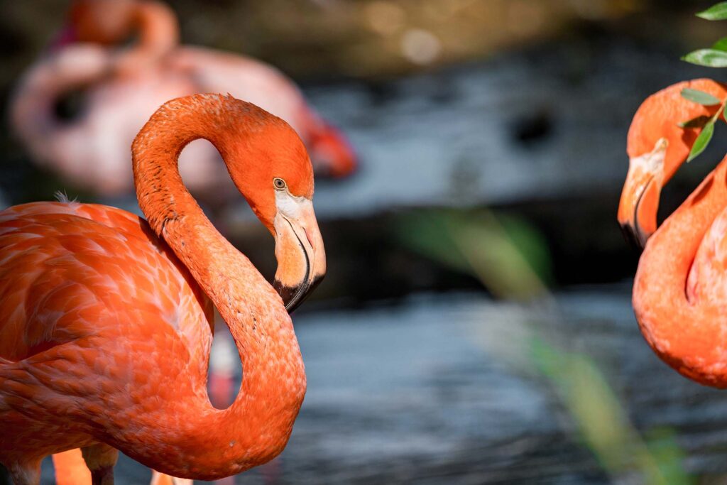 portrait-of-beautiful-american-flamingo-or-phoenic-2021-QFKC3D6.jpg
