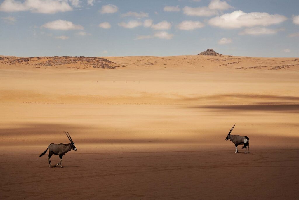 two-oryx-standing-in-the-african-desert-NU9MC67.jpg