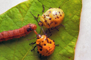 Controle biológico na plantação do feijão soja