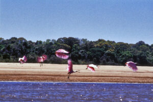 Flamingos em revoada na Ilha do Bananal, TO/MT, 2003.